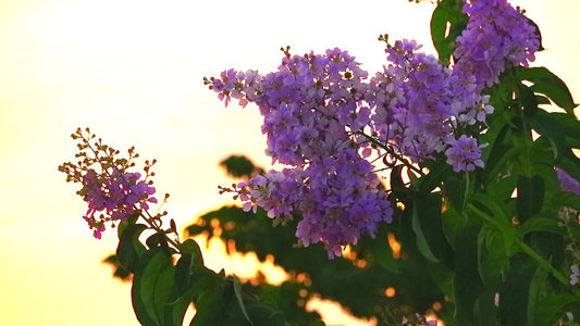 粉色白色花朵开花和日落光照视频