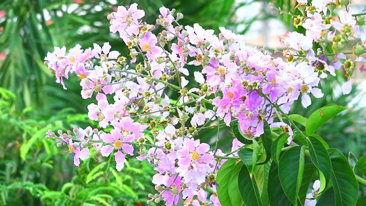 花朵在花园中开花1粉红色白花视频