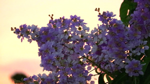 夕阳下紫薇花盛开19秒视频