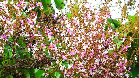 皇后克里佩花朵印地亚的骄傲秋天在花园盛花视频