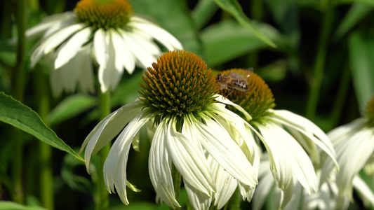 花椰菜茶叶花视频