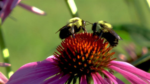 两只蜜蜂在一朵花上16秒视频