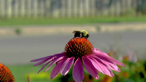 一只蜜蜂在一朵花上13秒视频