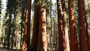 美国北加州国家公园的红木树13秒视频