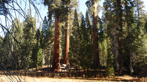 红杉林美国北加州国家公园的红木树15秒视频