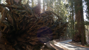 红杉树根森林中巨大的红木树干11秒视频