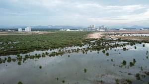 红树12秒视频