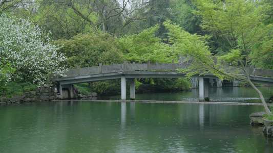 春天清明节杭州花港观鱼阴雨天小桥绿色自然视频