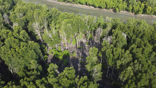 红树落下视频