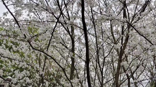 东京樱花白樱绽放江户樱花视频