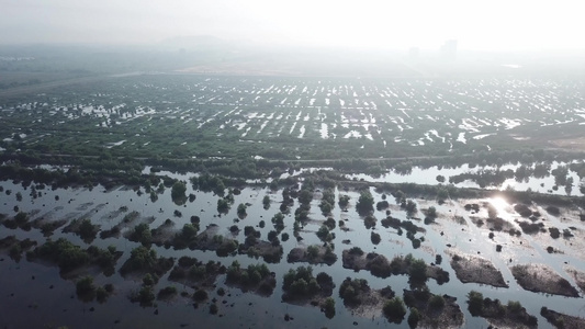 查看红树林沼泽地区视频