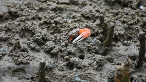 红树林中的螃蟹沙司麦片22秒视频