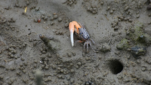 红树林中的螃蟹沙司麦片9秒视频