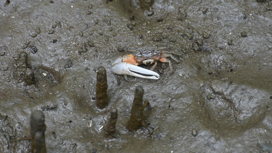 红树林中的螃蟹沙司麦片视频