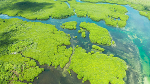 红树林和河流12秒视频