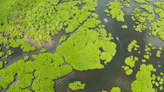 红树林和河流的空中观察视频