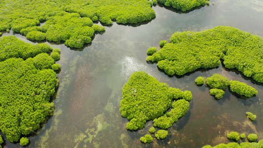 红树林和河流的空中观察视频