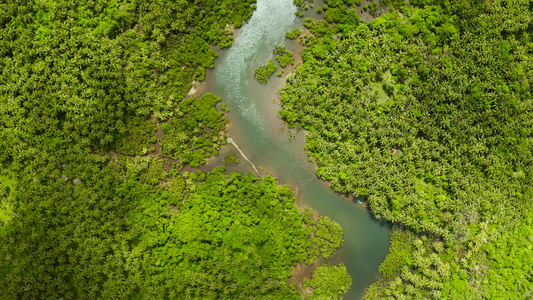 红树林和河流的空中观察视频
