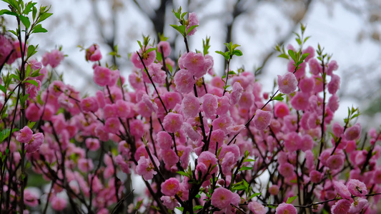 春天在微风中盛开的重瓣梅花视频