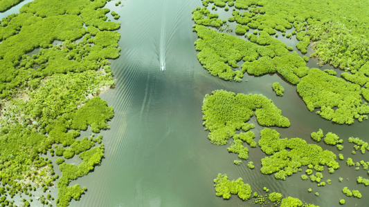 红树林和河流的空中观察视频