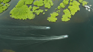 红树林和河流的空中观察15秒视频