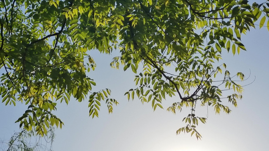 蓝天背景春天嫩绿的树叶叶子4k实拍视频