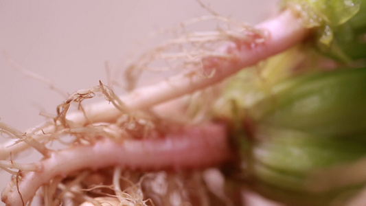 根须蔬菜植物根部微距特写视频