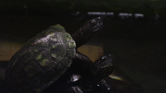 小黑乌龟坐在彼此近距离接触的顶端视频