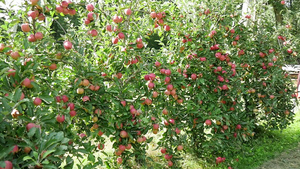 树上的红苹果34秒视频