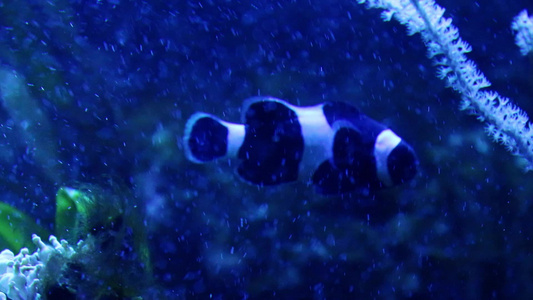 一条小鱼在水族馆游泳视频