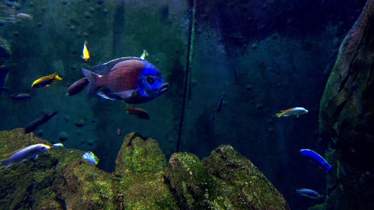 美丽多彩的鱼在大型水族馆游泳视频