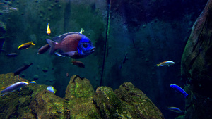美丽多彩的鱼在大型水族馆游泳7秒视频