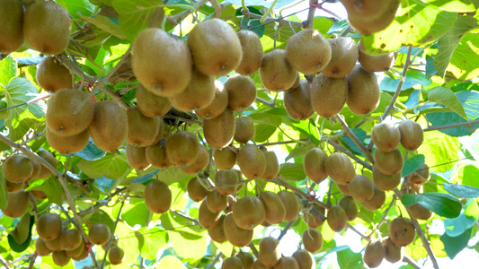 新鲜猕猴桃种植基地视频