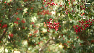 美国加利福尼亚州树上的红色浆果12秒视频