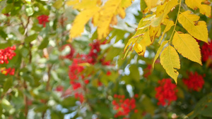 美国加利福尼亚州树上的红色浆果15秒视频