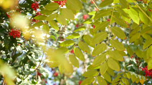 树上的红色浆果美国加利福尼亚州的园艺自然大气植物特写14秒视频