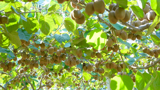 新鲜猕猴桃种植基地视频
