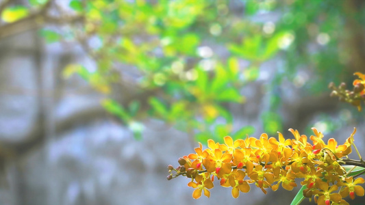 蜂蜜金兰花花朵开花黄绿叶和模糊的瀑布背景视频