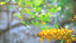 金兰花花朵开花和黄绿叶的瀑布背景21秒视频