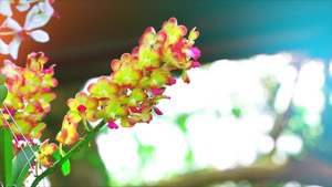 黄黄色兰花花开花绿叶和模糊蓝底12秒视频