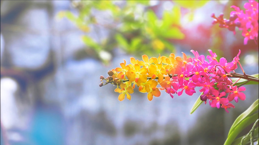 黄橙黄色兰花花开花黄绿叶和模糊的蓝瀑布背景含视频