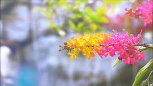 黄橙黄色兰花花开花黄绿叶和模糊的蓝瀑布背景含21秒视频