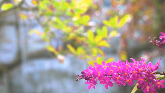 花朵开花黄绿叶和模糊的瀑布背景包括视频