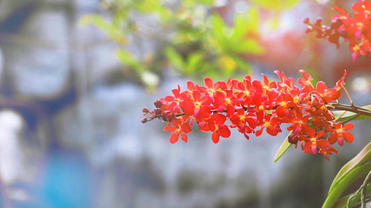 红橙红色兰花花花开花黄绿叶和模糊的蓝瀑布背景视频