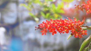 红橙红色兰花花花开花黄绿叶和模糊的蓝瀑布21秒视频
