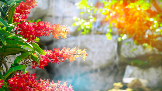 夏季蜜红兰花花朵开花黄绿色叶叶和模糊的瀑布背景视频