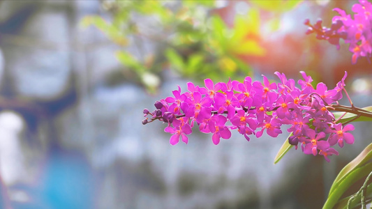 清晨花朵开花黄绿色叶叶和模糊的瀑布背景含视频