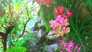 粉红兰花花朵开花和模糊绿叶背景及下午的阳光20秒视频