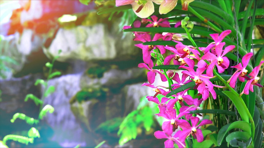 粉红色兰花花开花绿叶和模糊的蓝瀑布背景视频