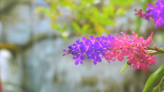 紫紫红金兰花黄绿色叶子和模糊的蓝瀑布背景含蓝色视频